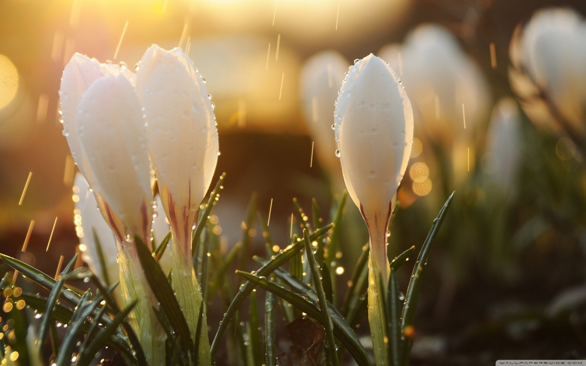 crocus rain morning flower