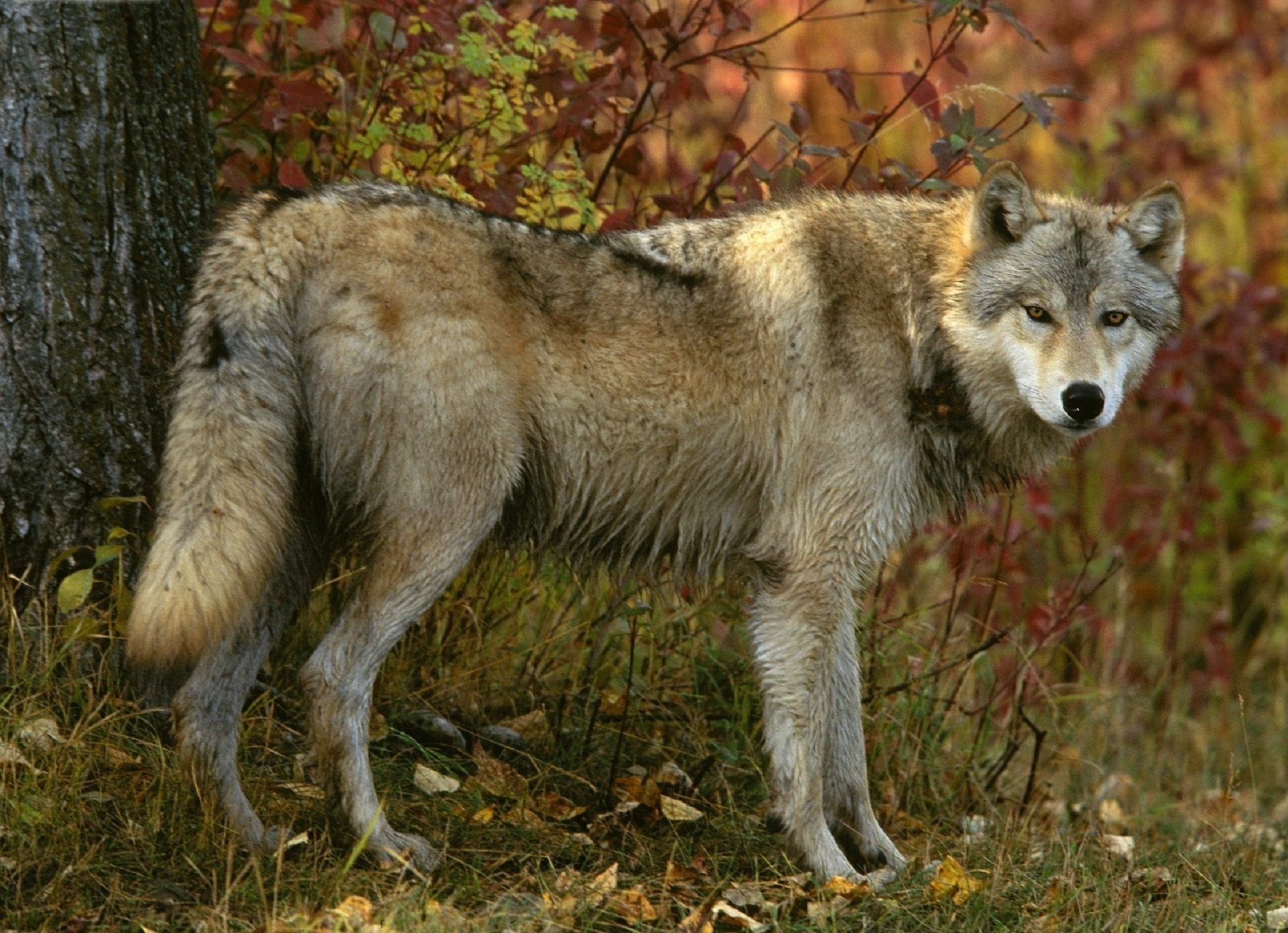 lobo gris bosque otoño mirada