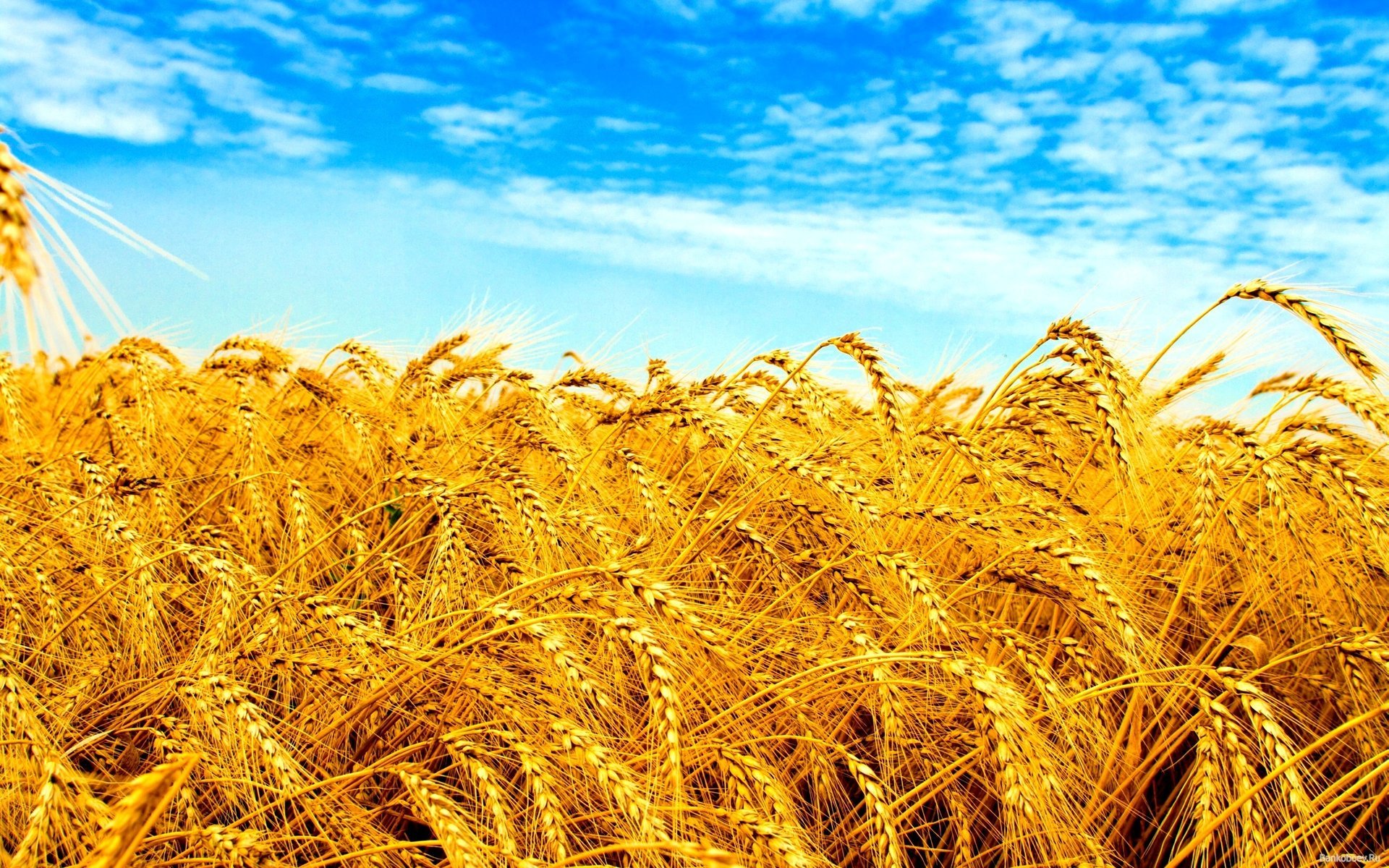 ukraine the flag of ukraine blue-yellow flags ears the sky field sunset