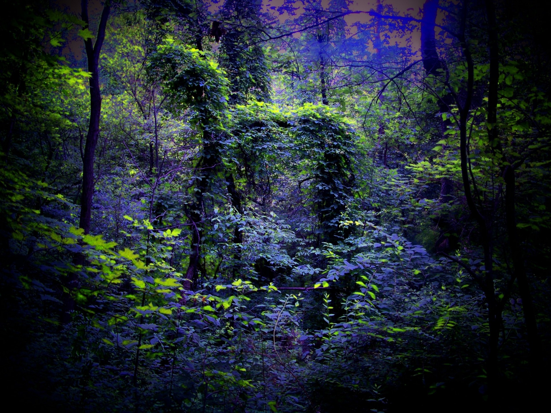 forest night nature