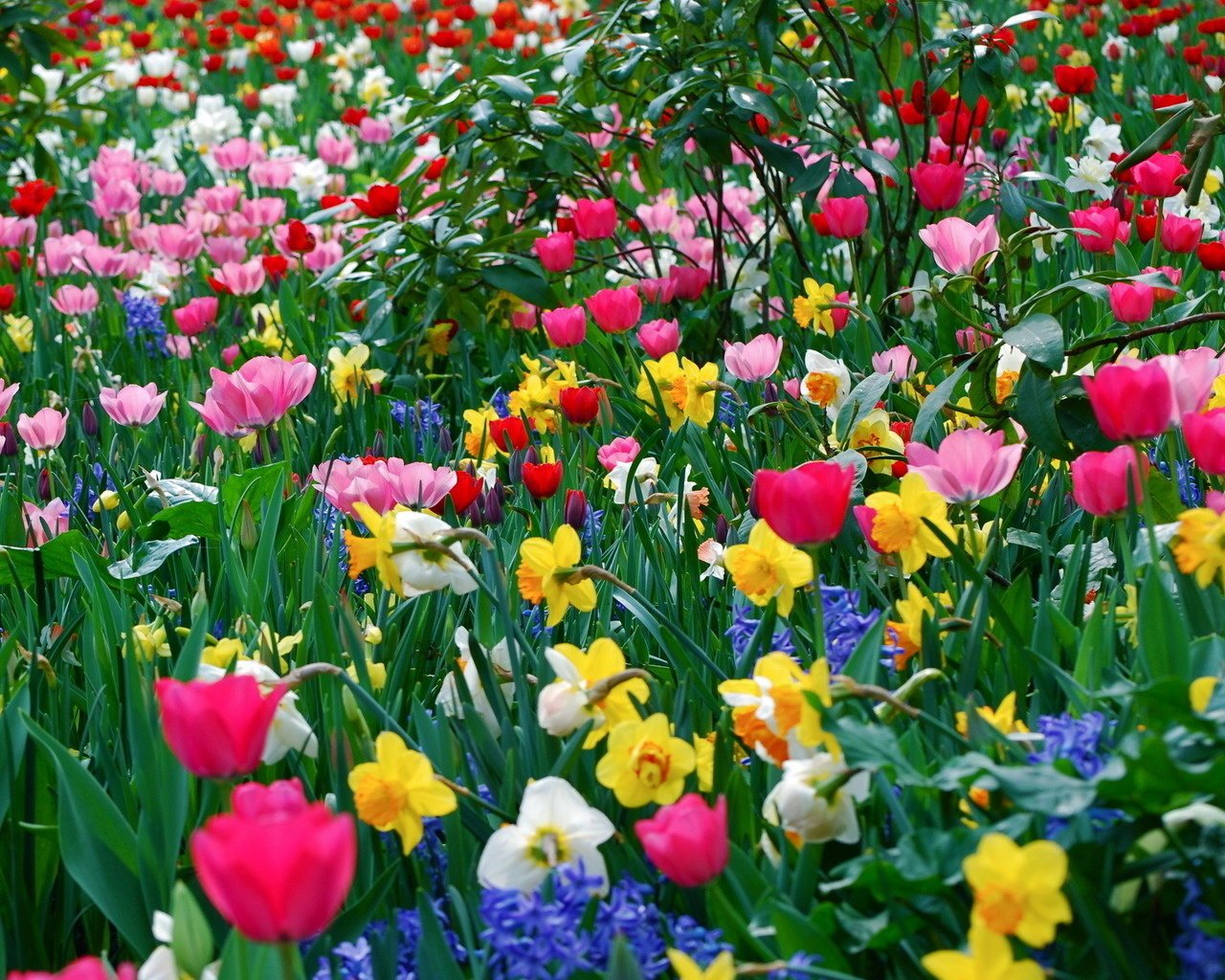 flores rosas