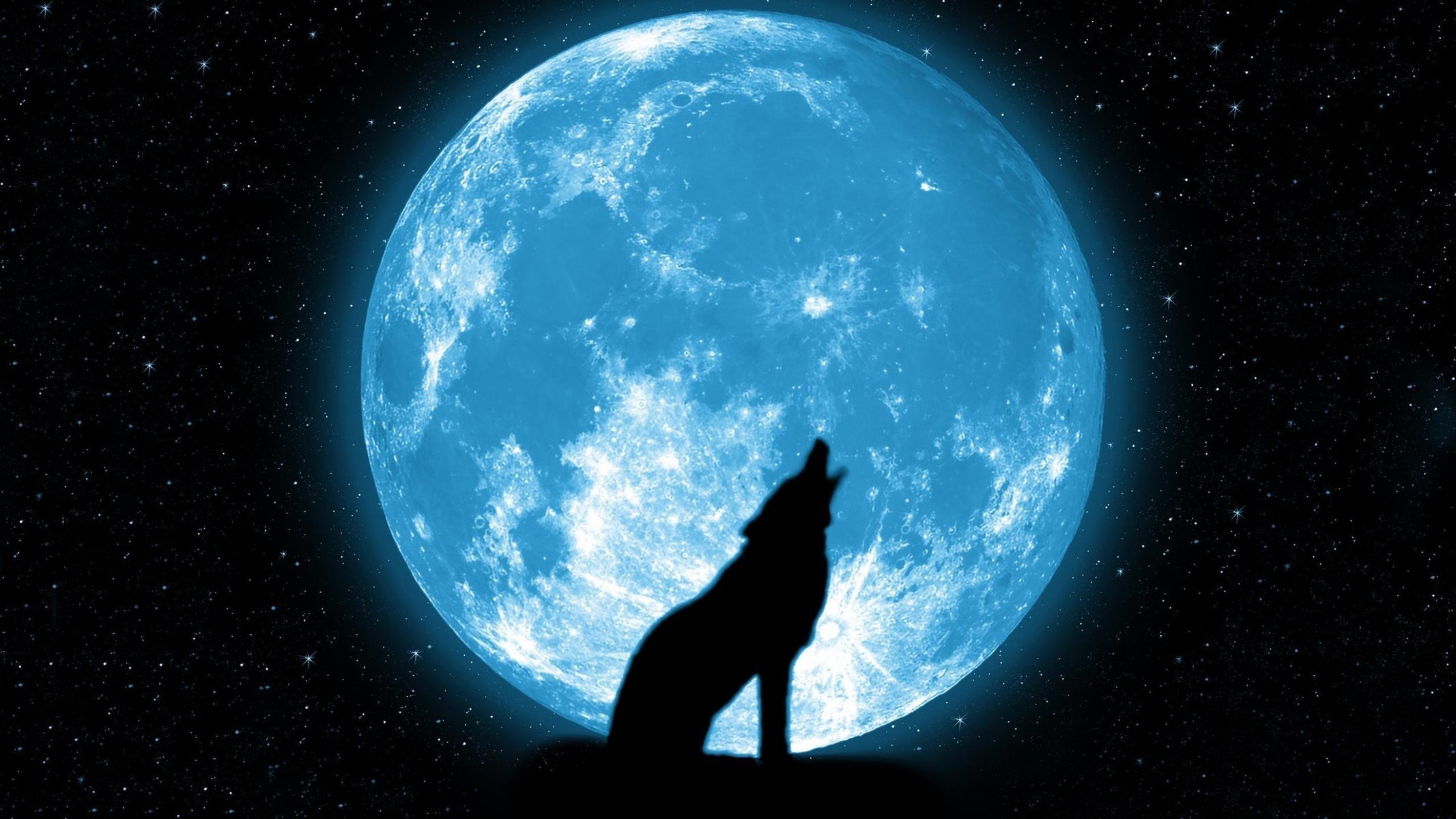 mond schön wolf sterne heulen