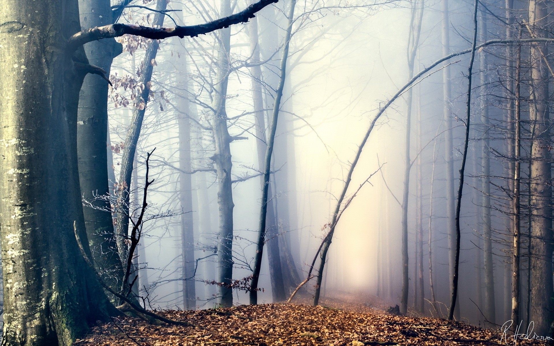 Стволы деревьев в тумане