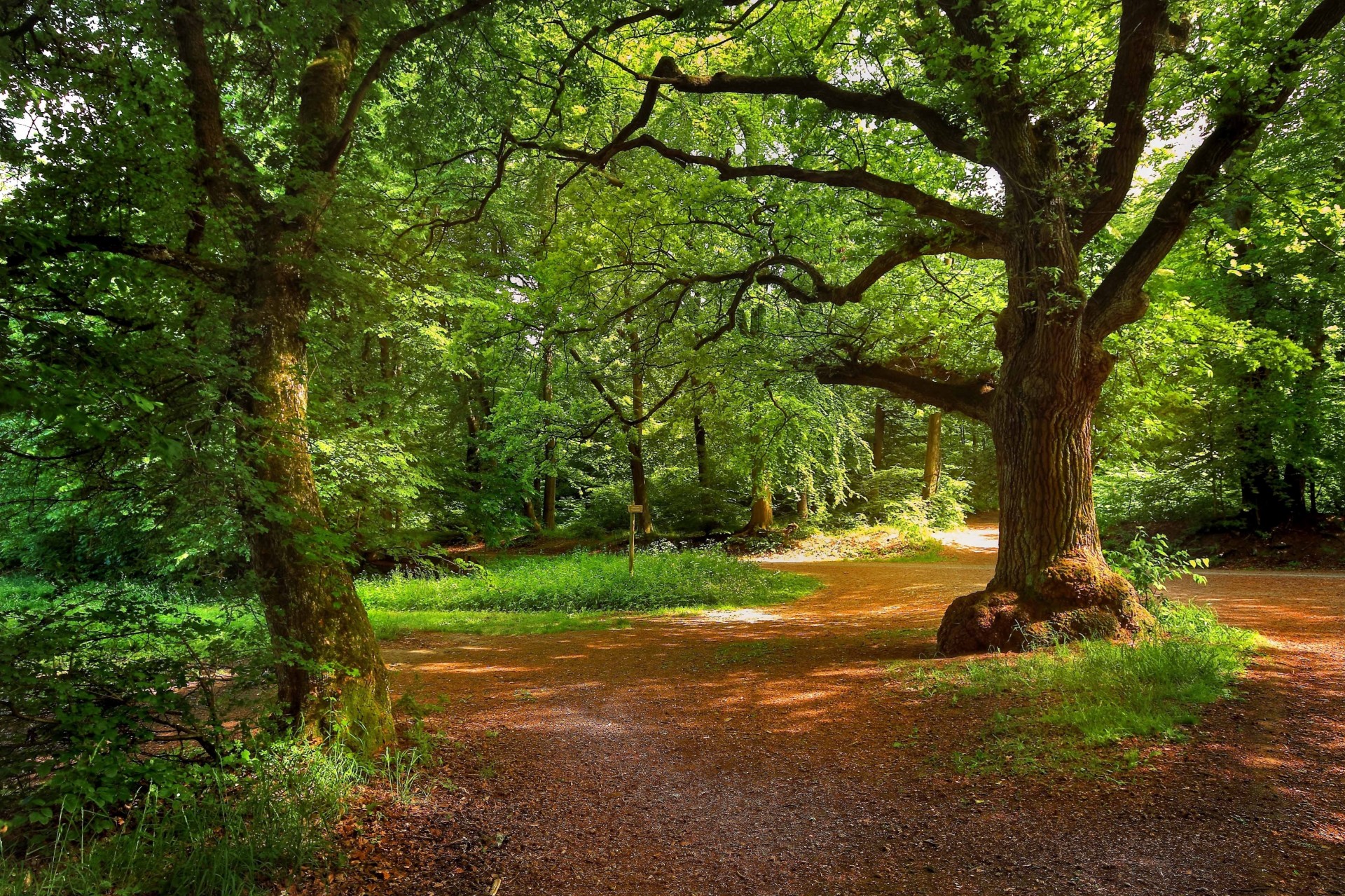 park landschaft wald bäume straße