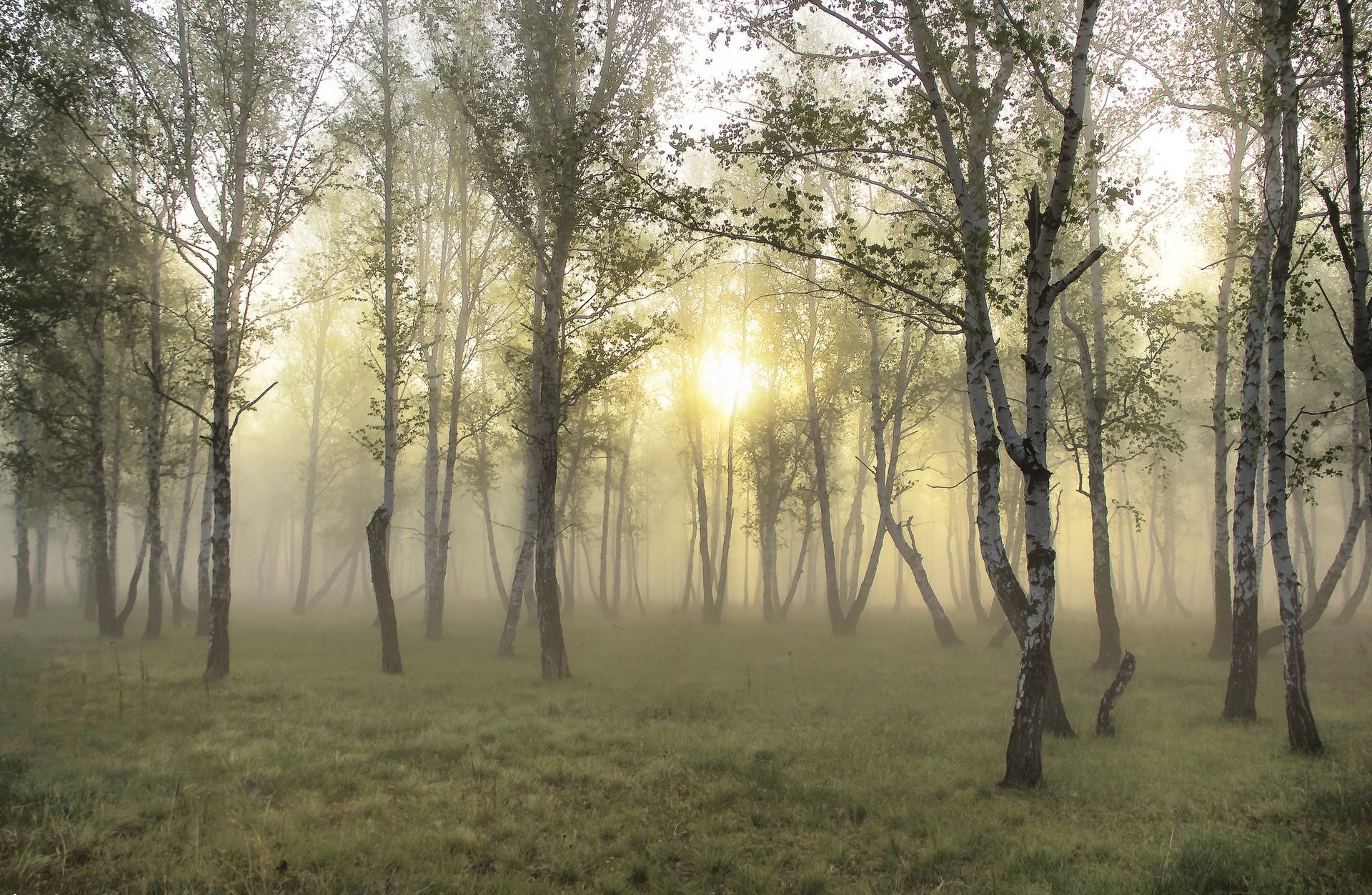 forest sun grass wallpapers wallpaper birch fog