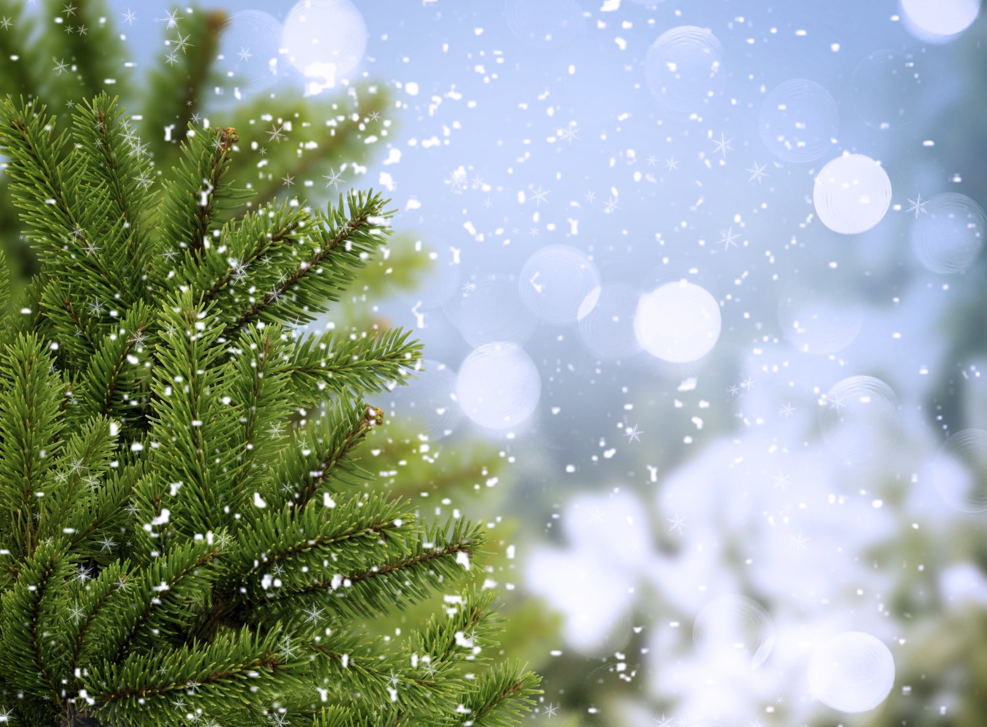 abete rosso abete rosso verde rami inverno albero di natale alberi freddo