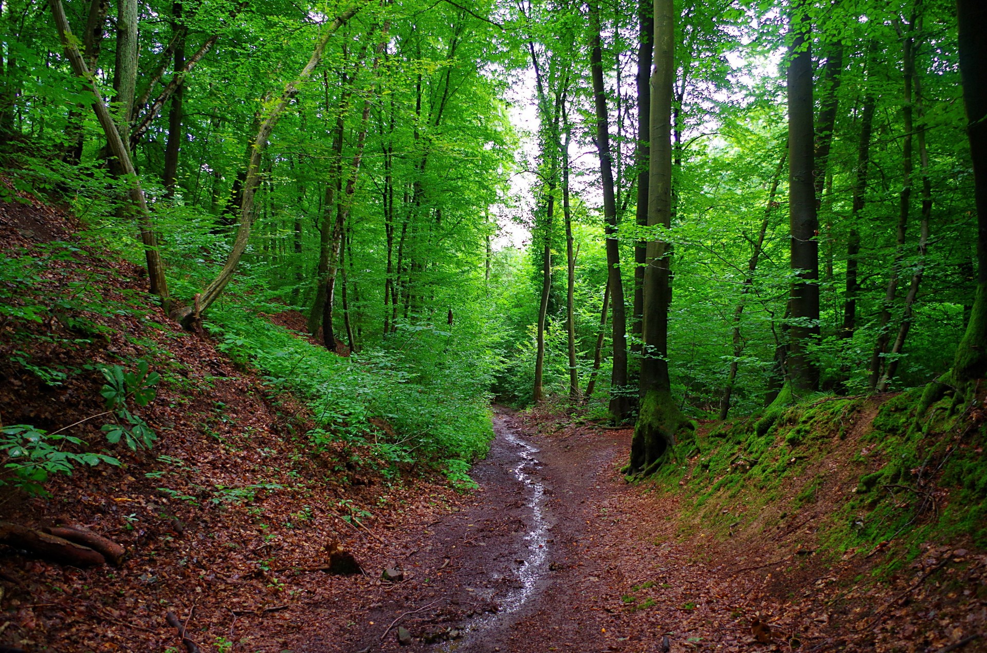 forest tree cry germany bavaria