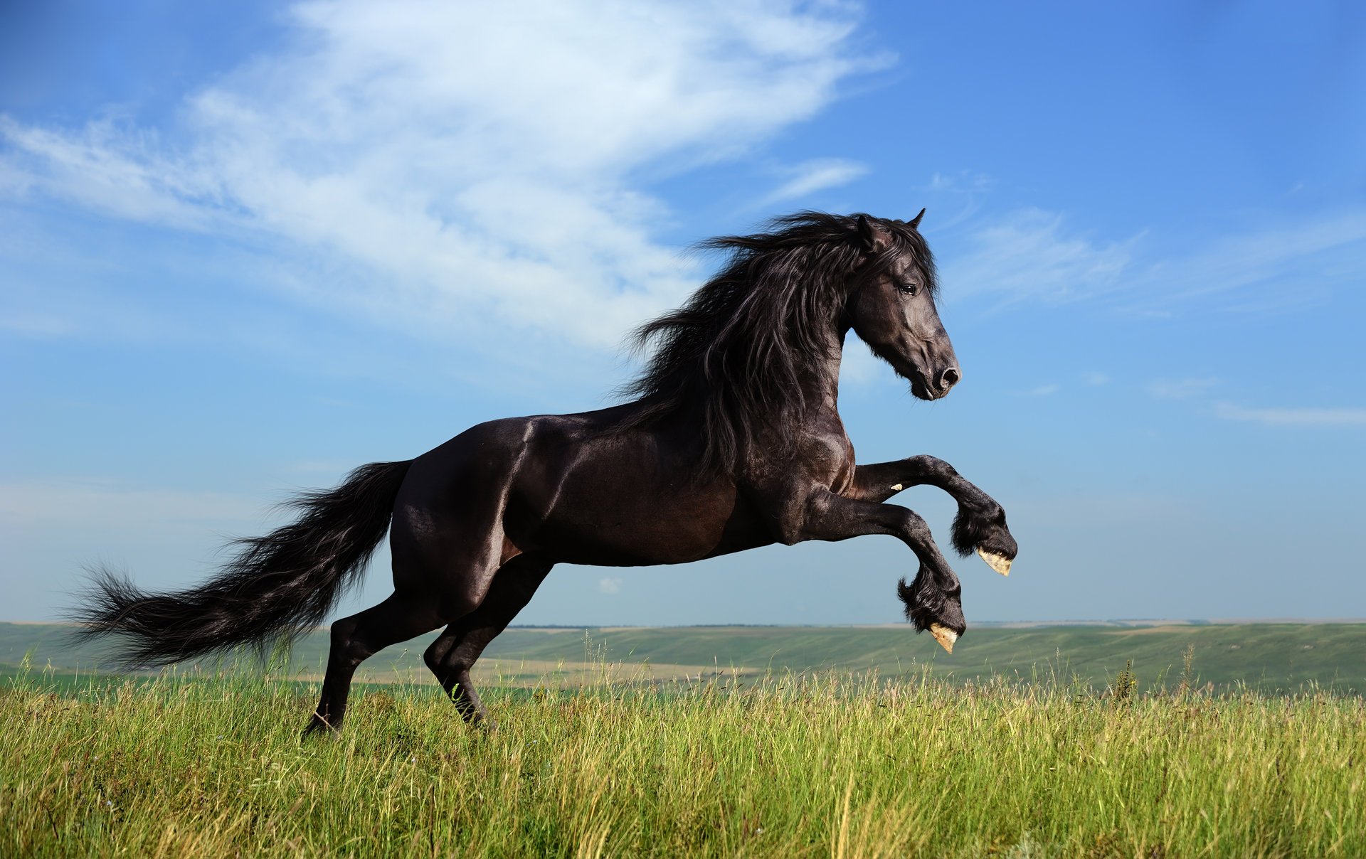 cheval herbe nuages liberté crinière