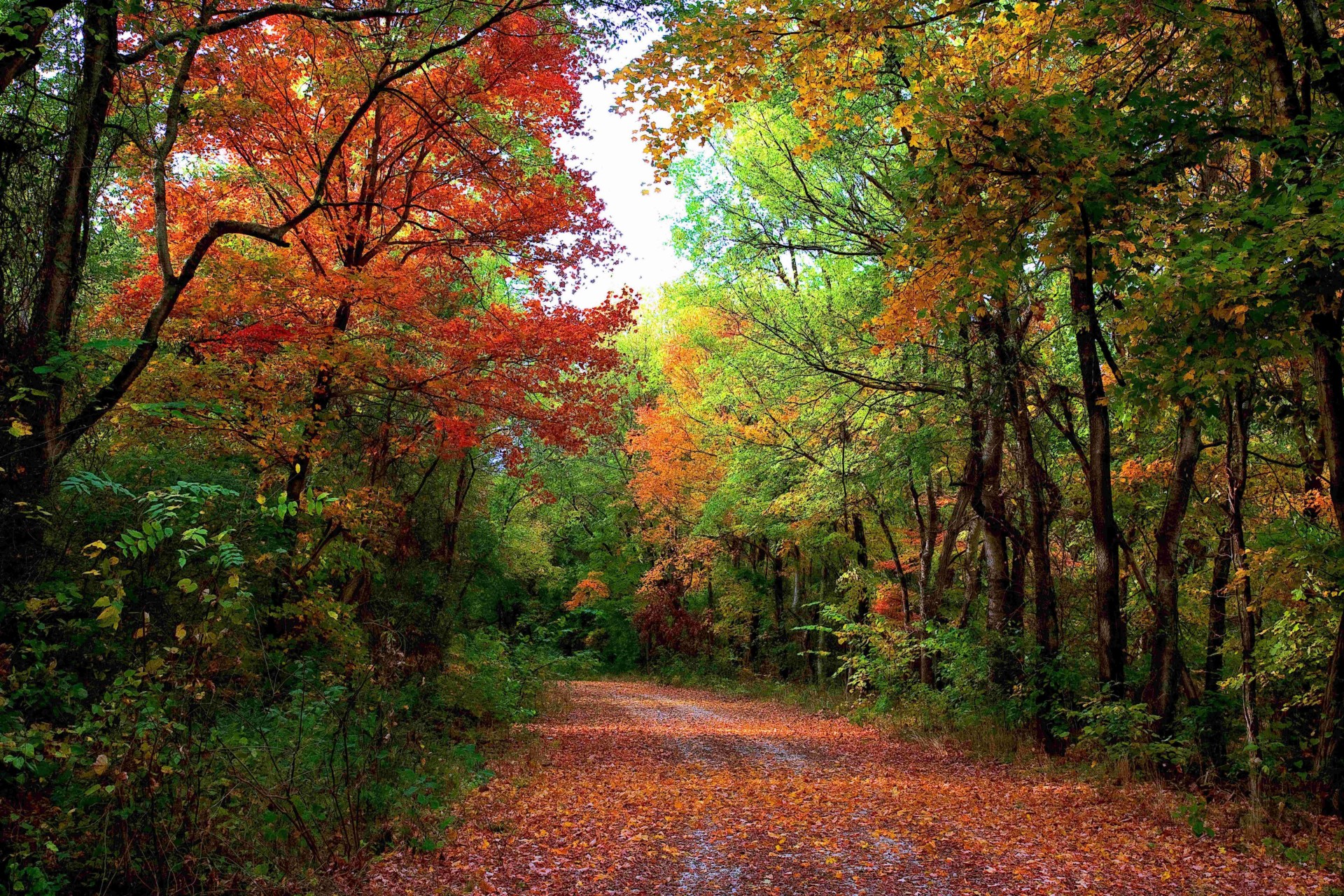 autumn road landscape forest tree