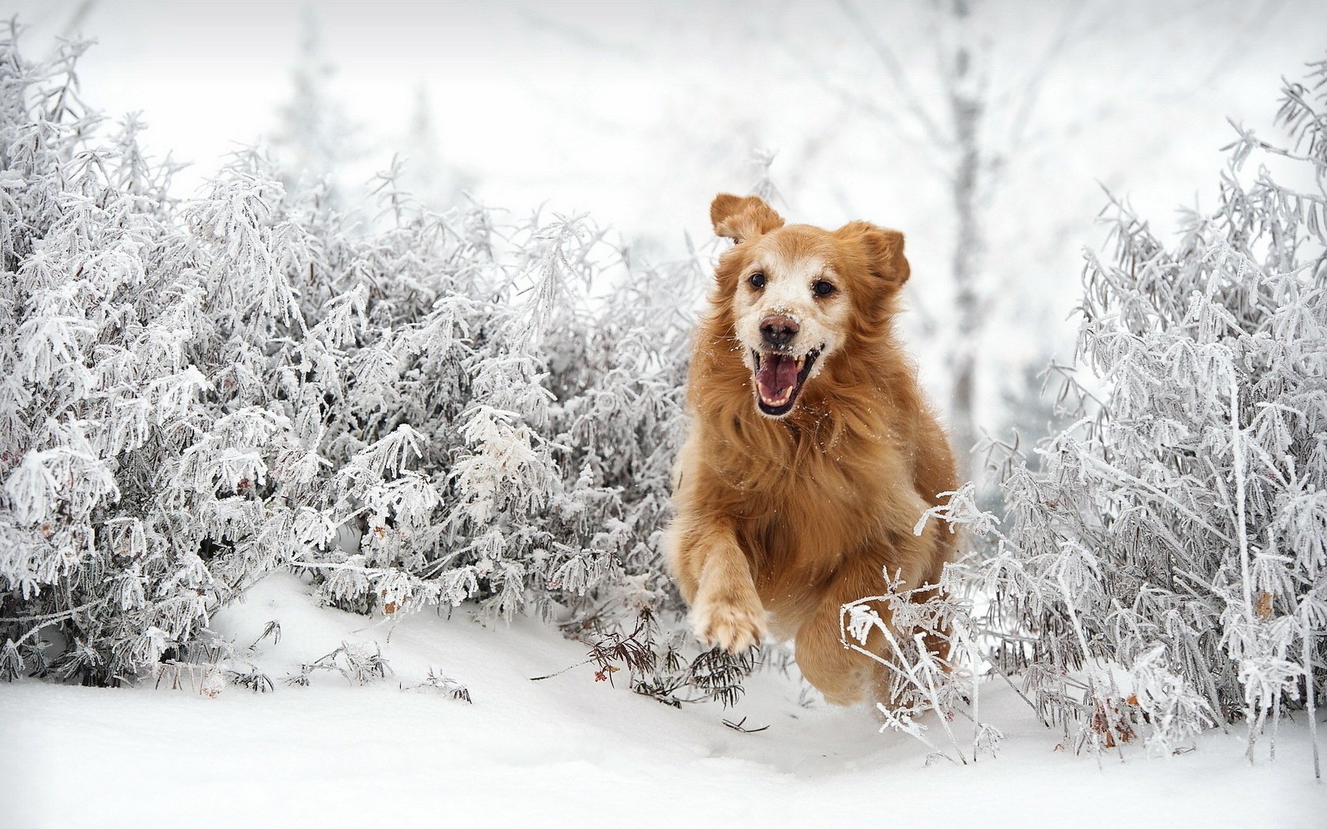 chien ami hiver