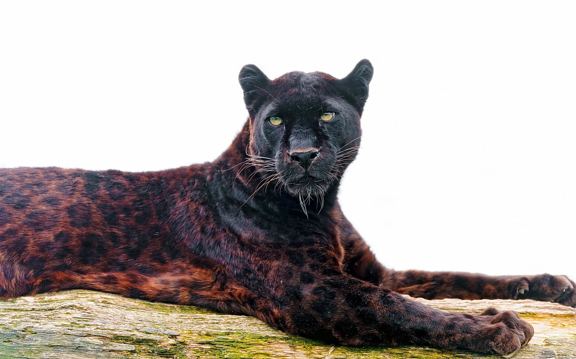 leopardo pantera hocico mirada depredador