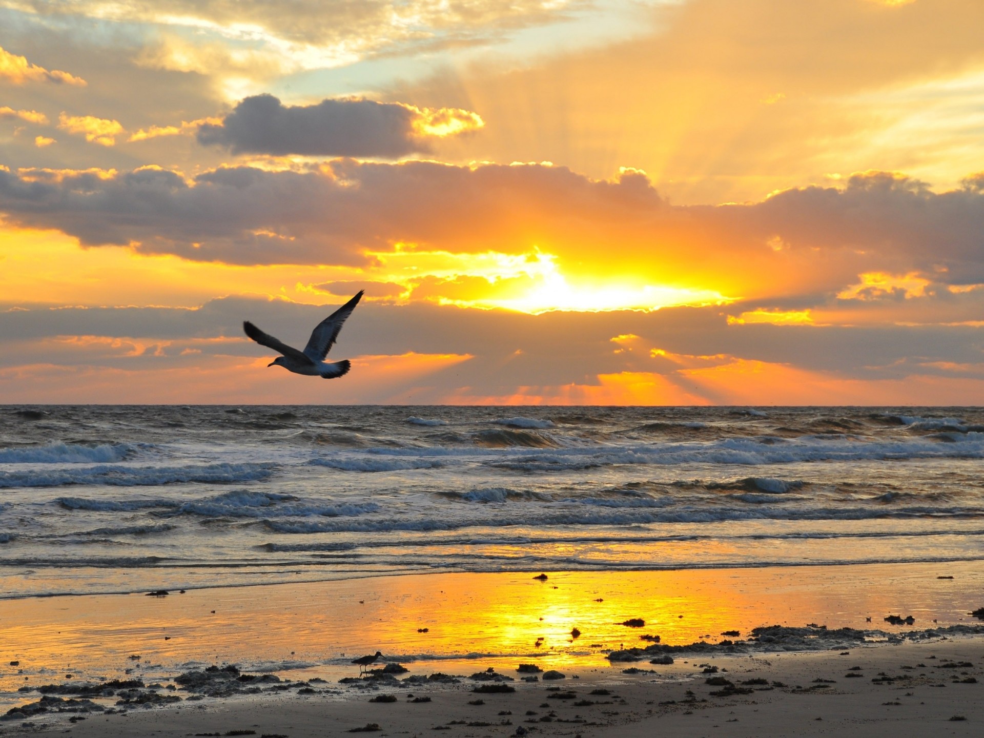 coucher de soleil oiseaux côte mouette nuit mer