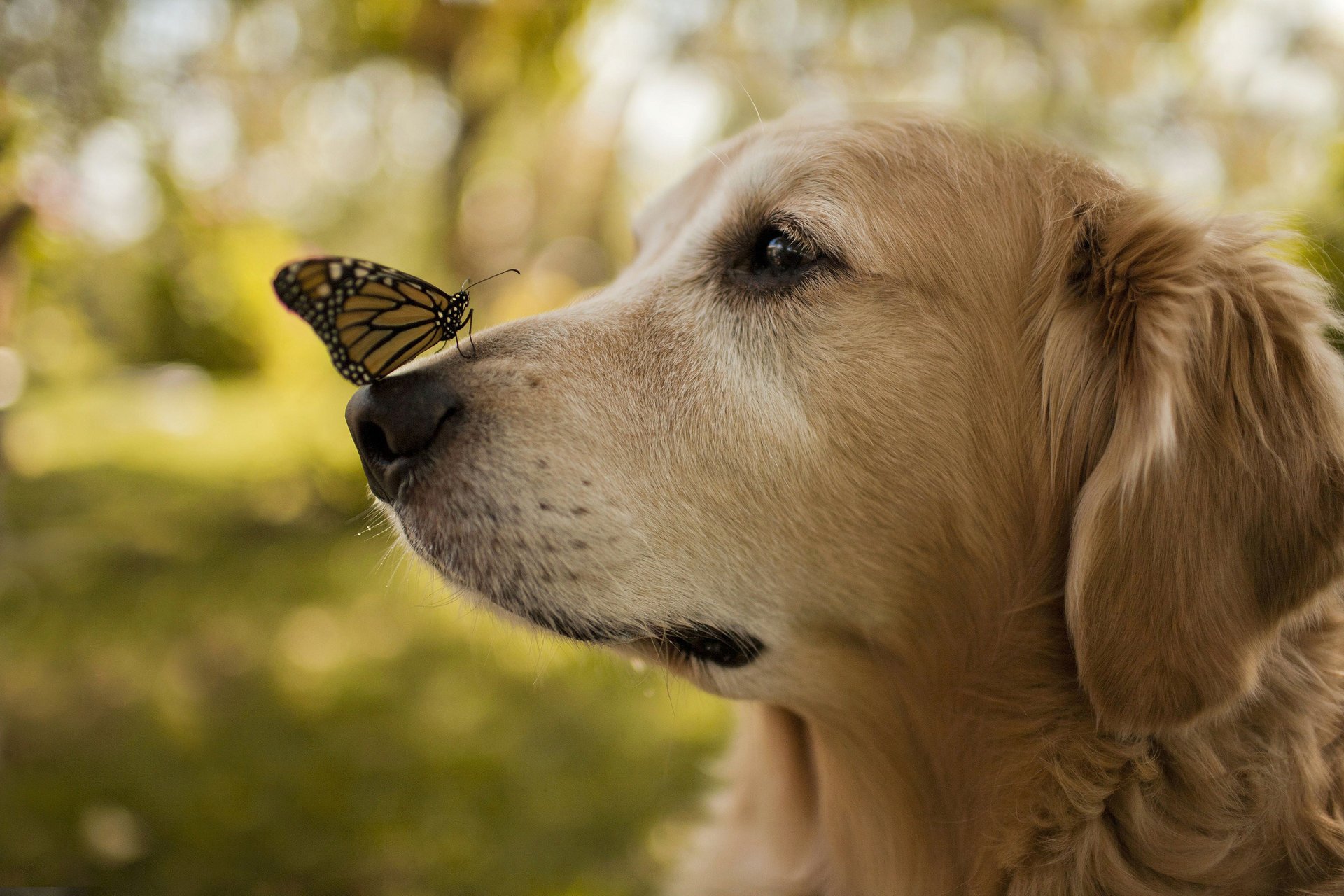 perro nariz mariposa alas