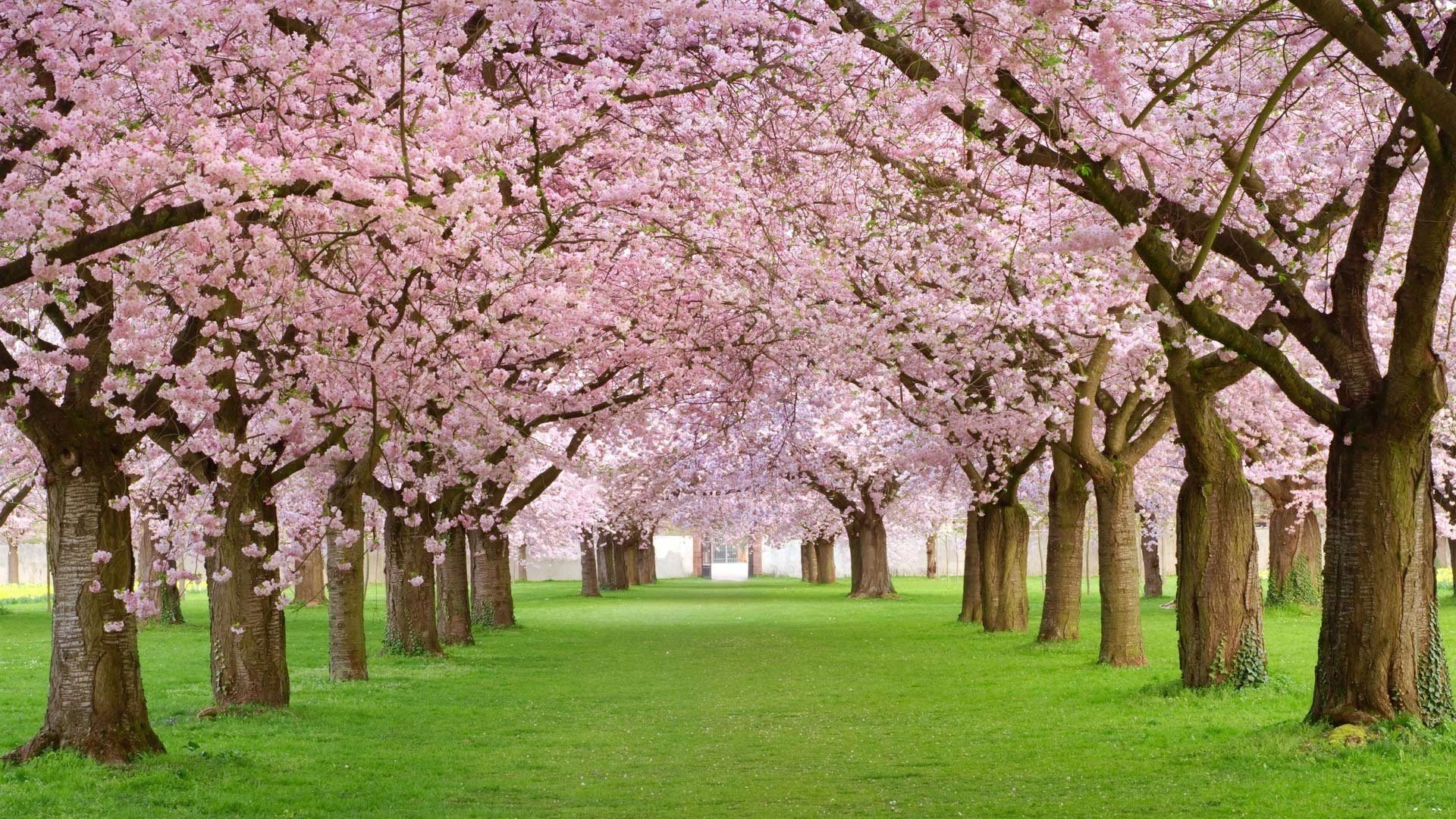 inizio primavera fiori primavera la primavera è arrivata bucaneve