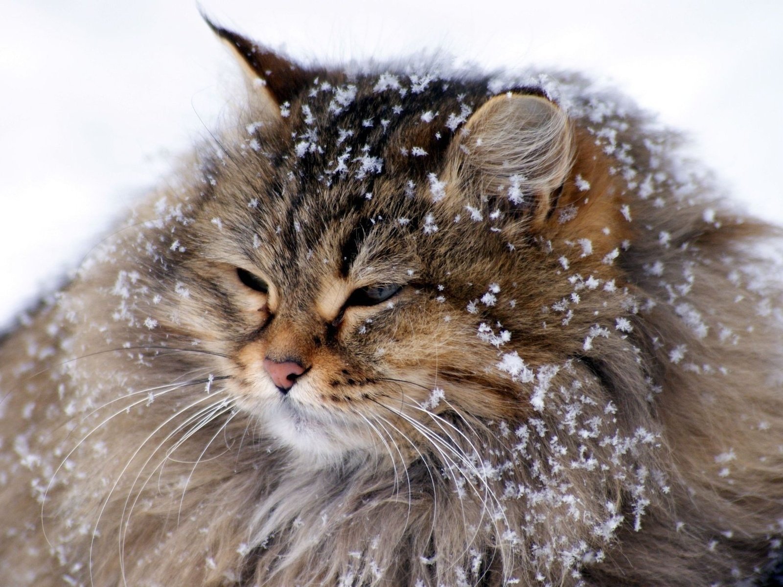 animaux nounours