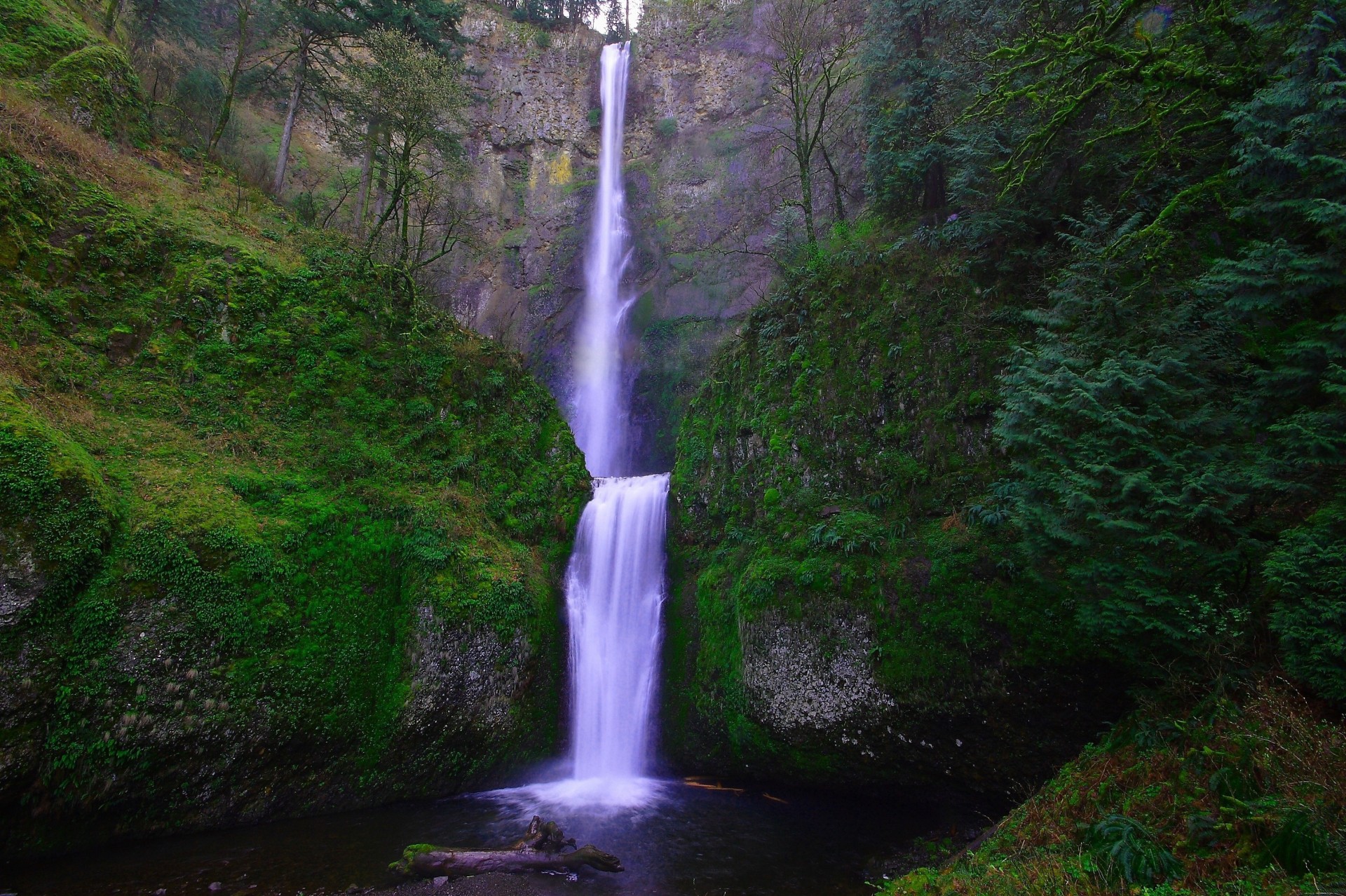 tree moss waterfall rock nature