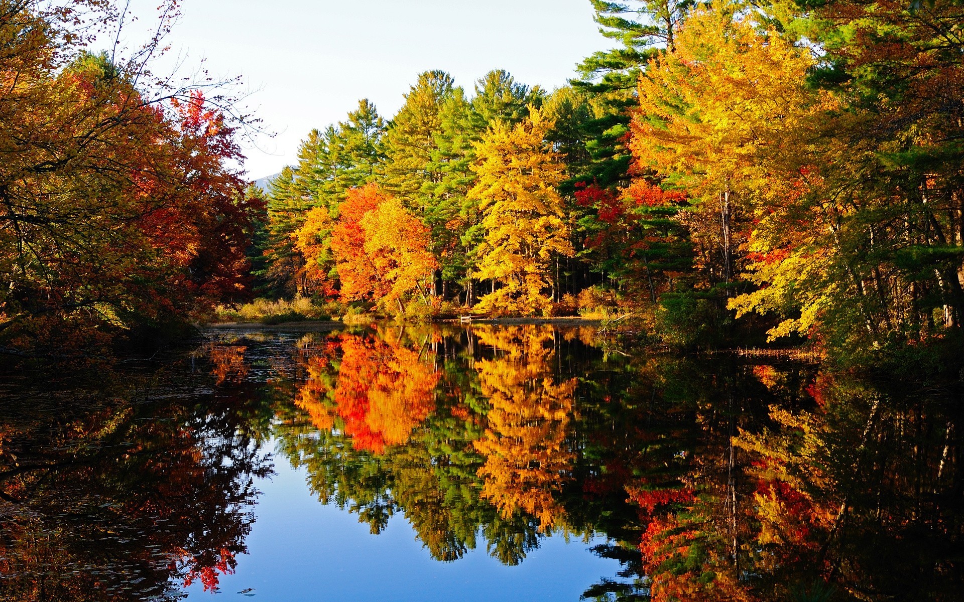 autumn pond forest tree