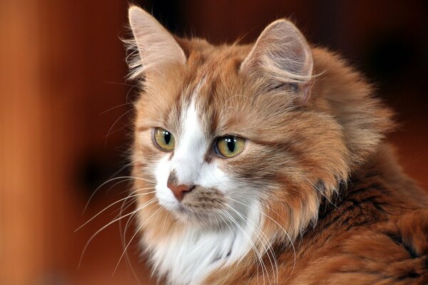 Gato rojo con ojos verdes