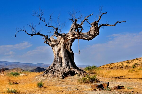 Vieil arbre dans le désert brûlant