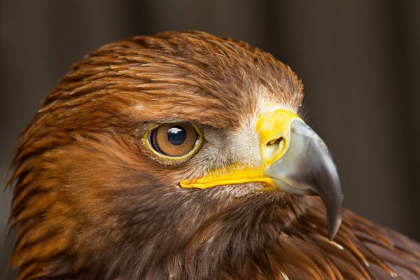 Macrophotography of a brown falcon with a yellow-black beak