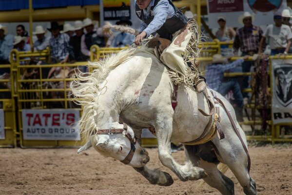 Pferd mit Reiter zum Rodeo