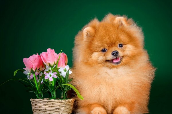 Red pomeranian with pink tulips