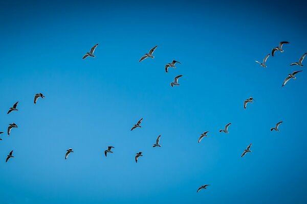 Les mouettes s envolent haut dans le ciel