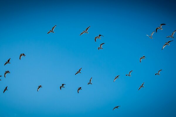 Чайки улетают высоко в небо