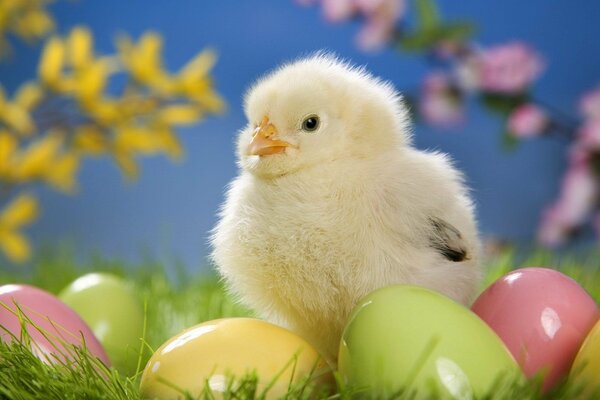 Pollito de Pascua con huevos teñidosy