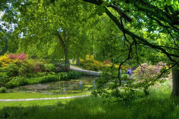 Persone stagno, alberi, verde, intorno serenità