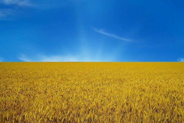 Ears of yellow wheat and blue sky