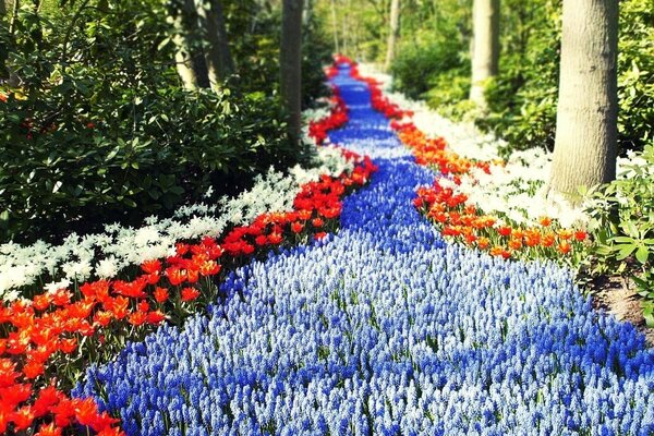 Un camino en el bosque lleno de flores