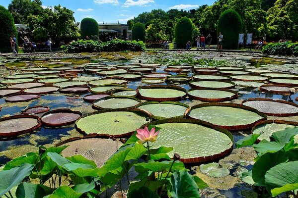 Park ze zbiornikiem wodnym i liliami wodnymi. Drzewo