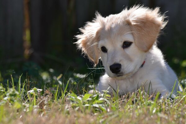 The puppy is surprised by the beauty of nature