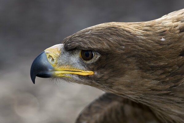 Macrofotografía de la cabeza de un águila en el perfil