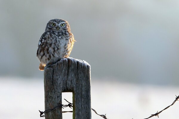 Un petit hibou assis sur une clôture