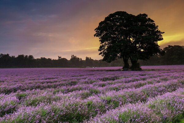 Landscape lilac field at sunset