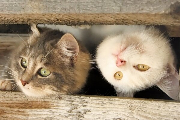 Two playful cats peek through the crack