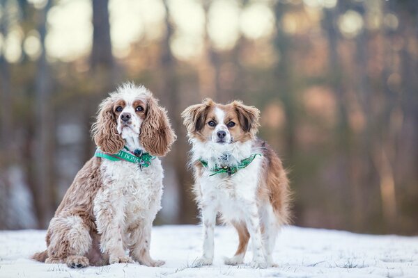 Zwei ähnliche Hunde im ah-Halsband bei einem Winterspaziergang