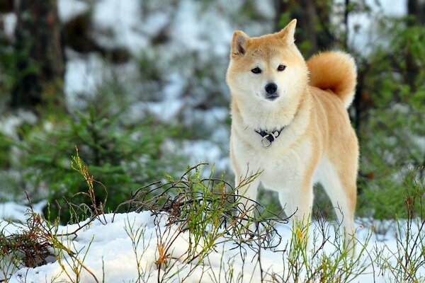 Cane nella foresta di primavera innevata