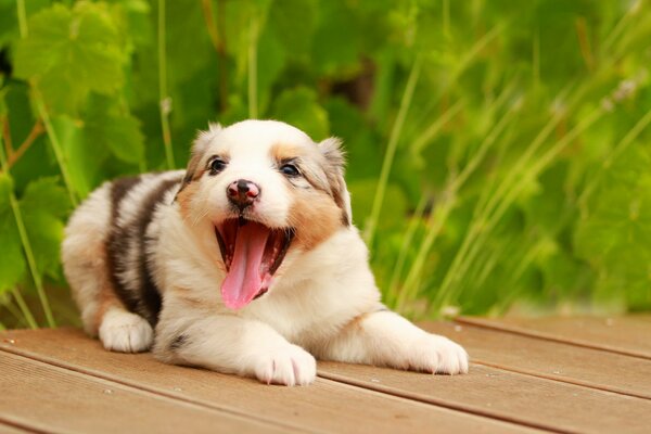 Desktop wallpaper puppy yawns