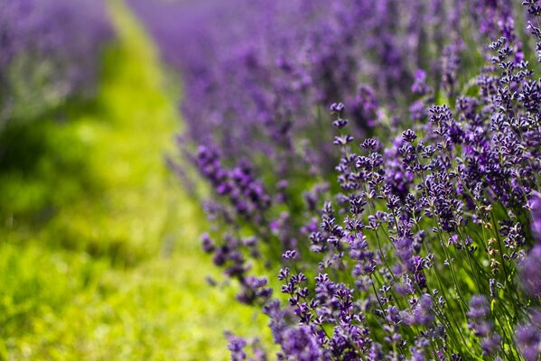 Fields of blooming purple lavender