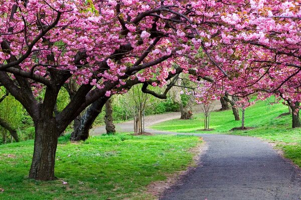 Hermosa Sakura en la naturaleza eterna