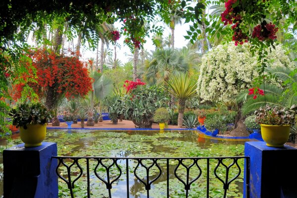 View from the balcony to the pond with water lilies