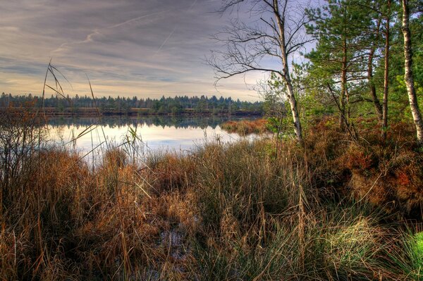 Dry grass on the lake shore