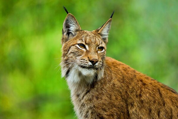 Lynx européen avec des glands sur les oreilles