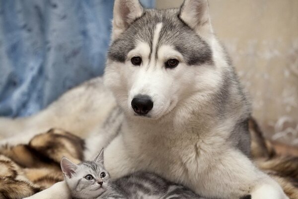 Perro protege a un gatito rayado