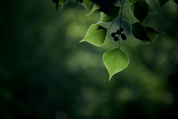 Macro photography of leaves with berry fruits