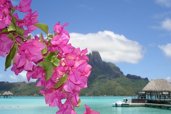 Pink flowers on the background of the lake and mountains