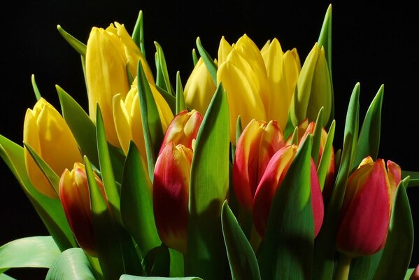 Ein Strauß gelber und roter Tulpen